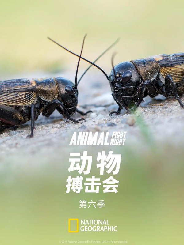 名称：动物搏击会 第六季 (2018)描述：《动物搏击会》第六季中将继续展示自然界中最凶猛的战斗，探究生存斗争背后不可思议的科学，非凡的武器和战术通过最新的视觉技术得以展现我们面前